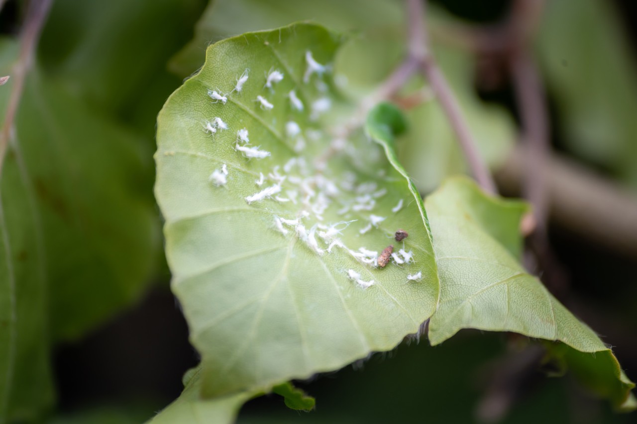 Mealy bugs on a leaf of an infested hedge
