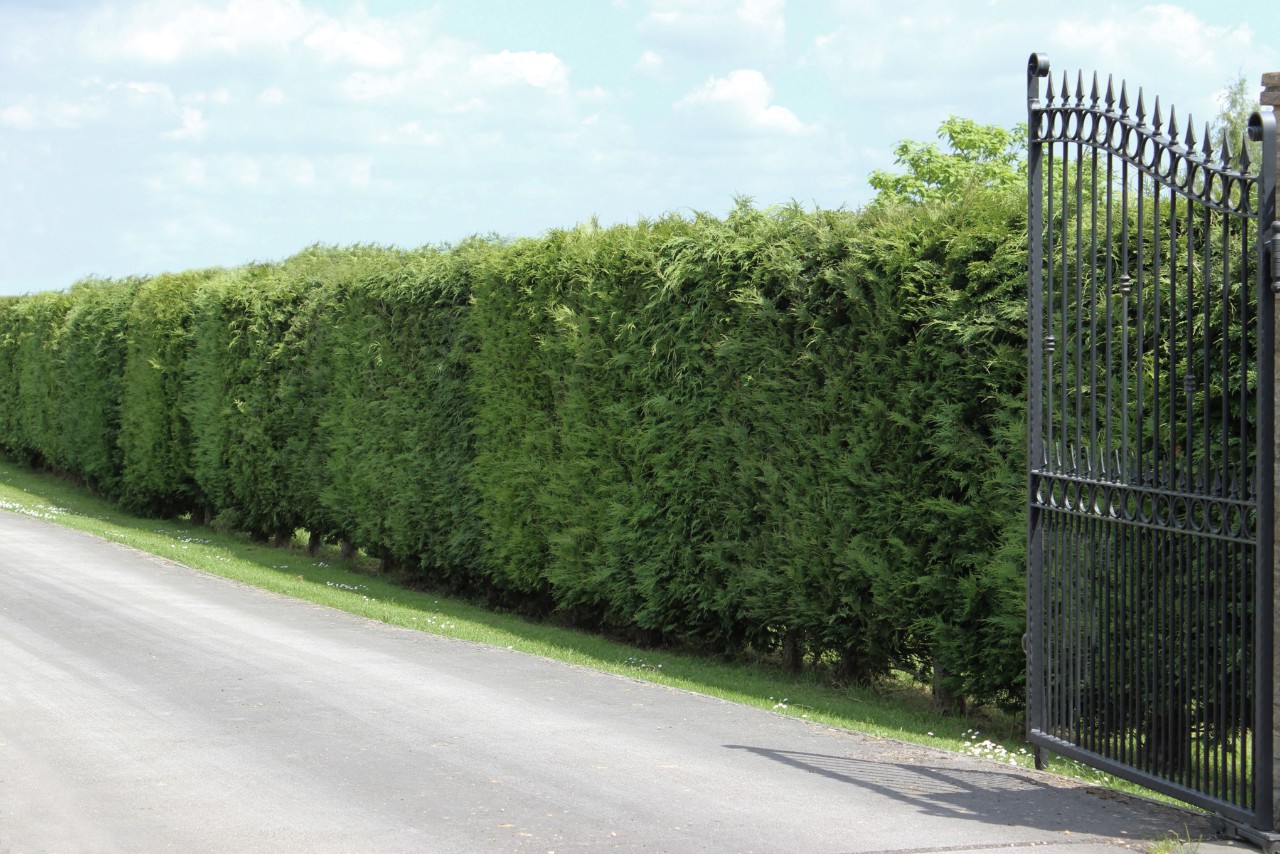 Cypress hedge on a driveway in front of an grey filigree gate