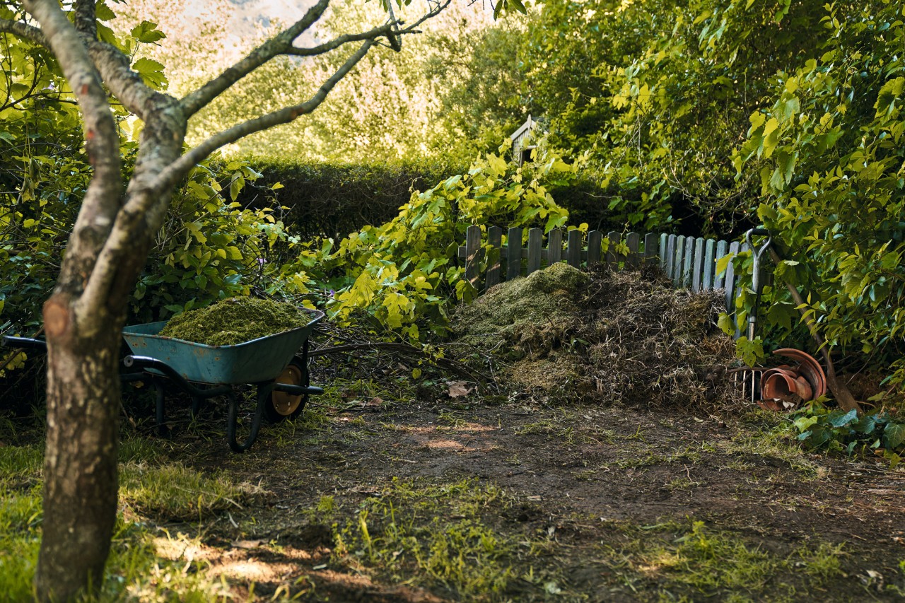 Wheelbarrow with garden waste next to a compost heap in front of a hedge