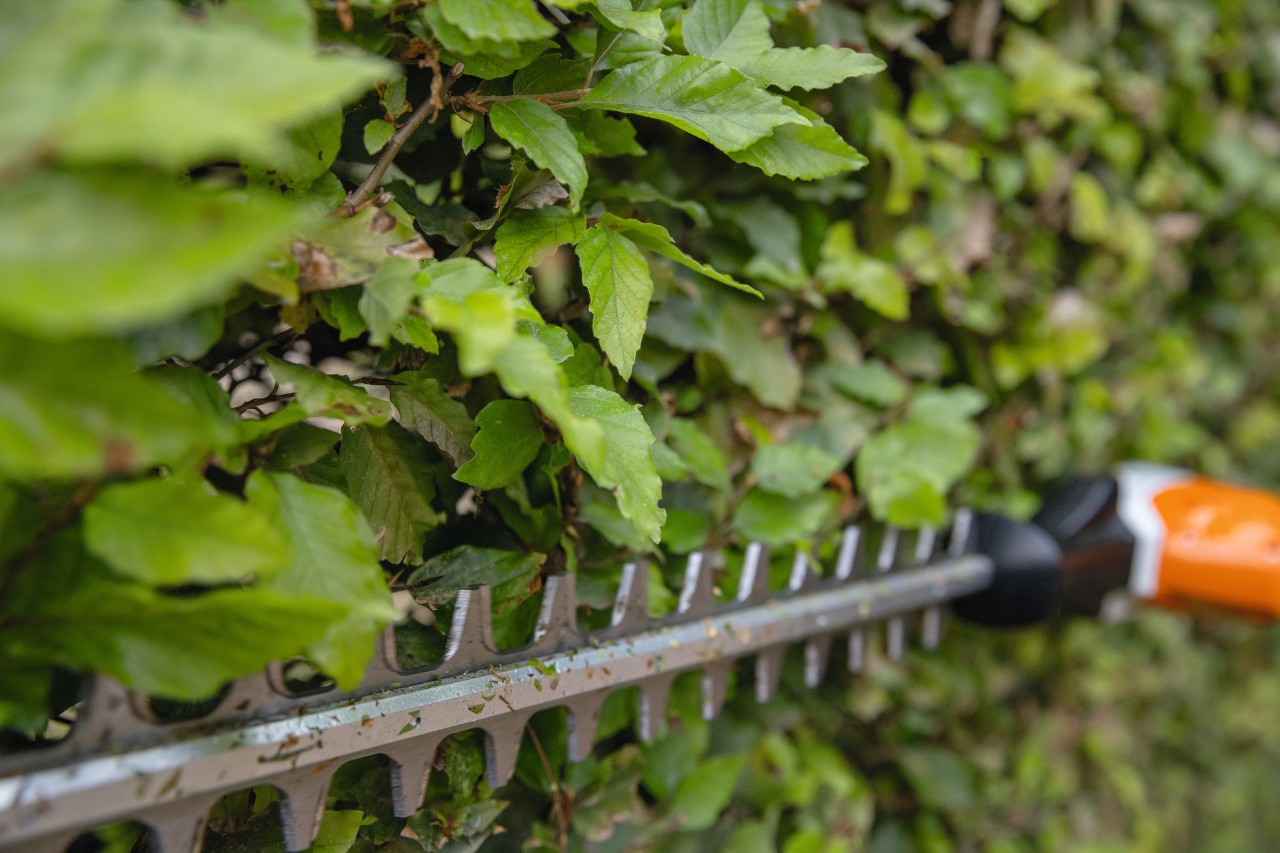 Close-up of a STIHL HLA 66 cordless long-reach hedge trimmer