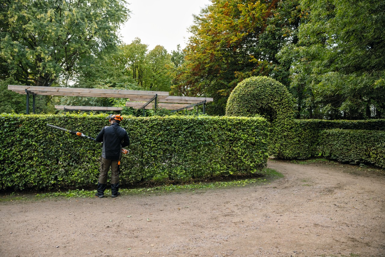 Distant view of a man wearing protective equipment while pruning a beech hedge with a STIHL HLA 66 hedge trimmer