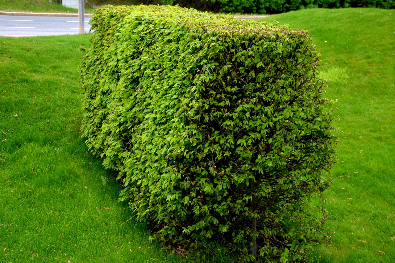 Neatly cut, well-maintained trapezoidal beech hedge beside a lawn