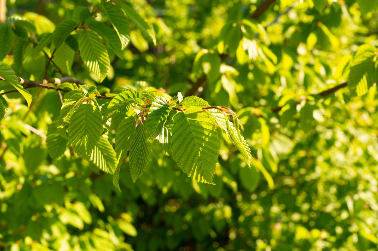 Close-up of a beech hedge