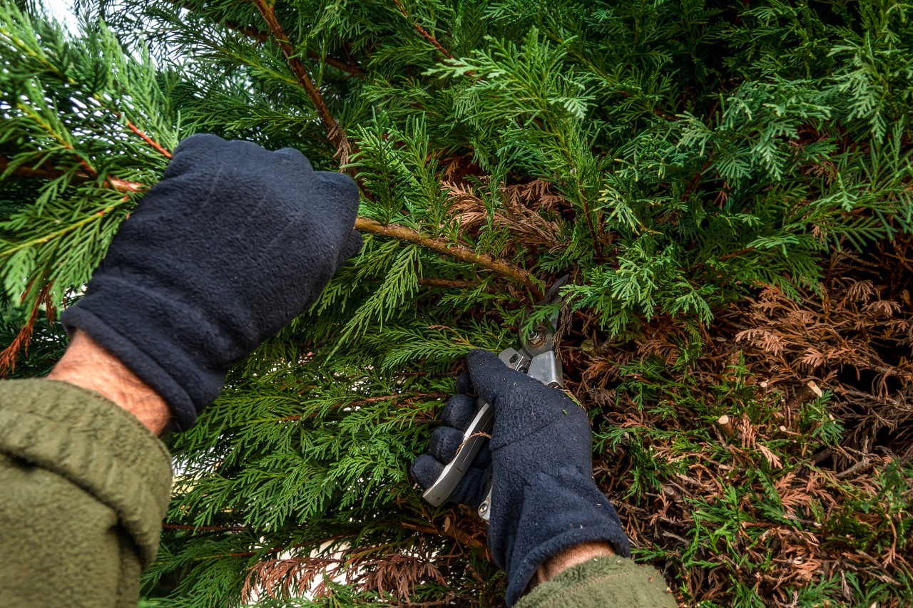 Close-up of a person wearing black protective gloves trimming stems on a cypress hedge with secateurs