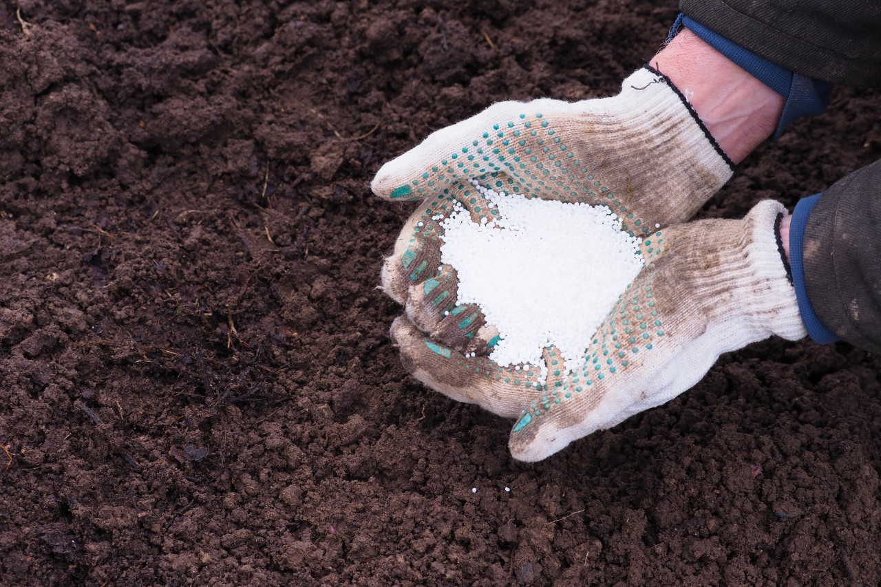 Close-up of a person holding fertiliser wearing gloves