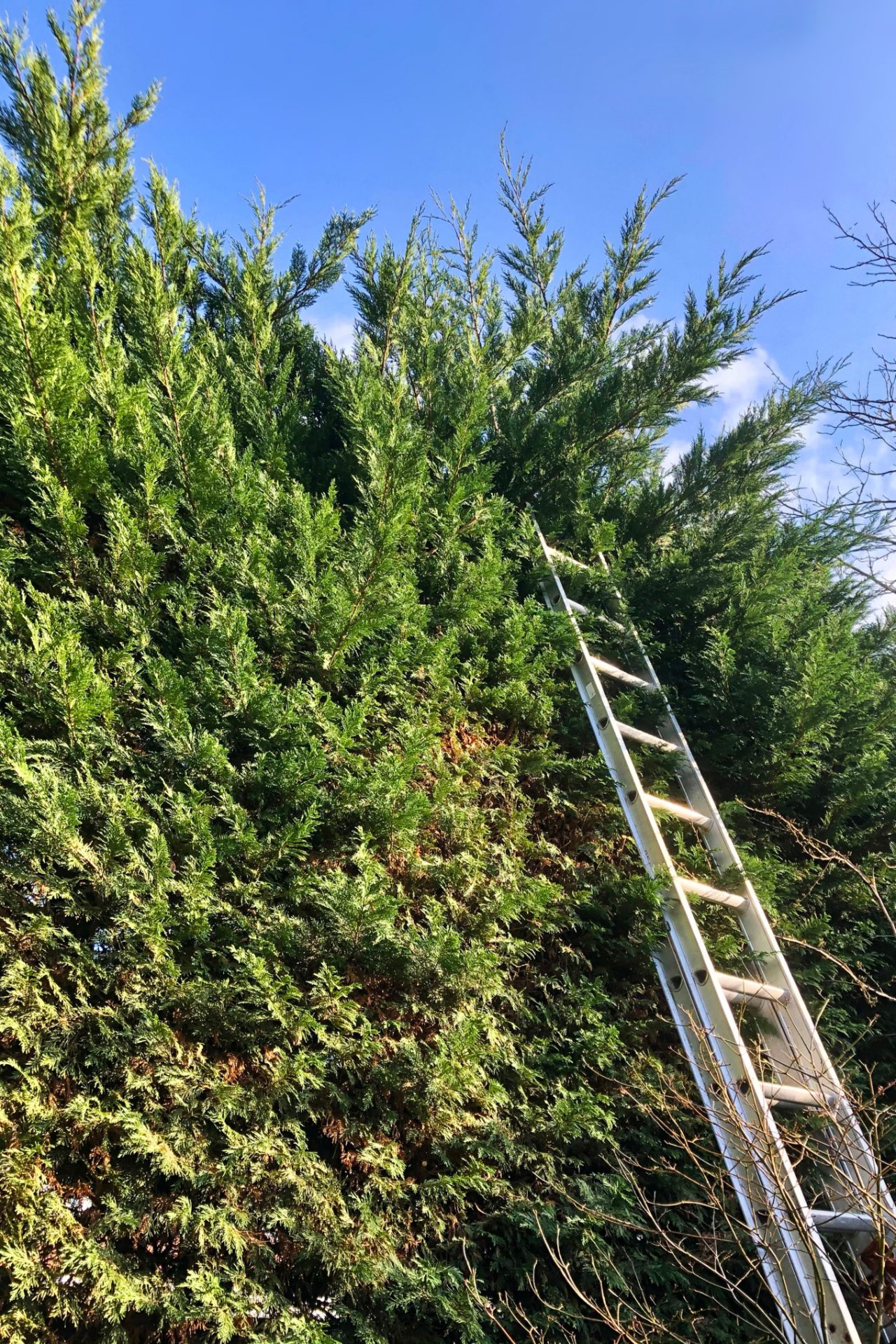Ladder leaning against a tall cypress hedge under a blue sky