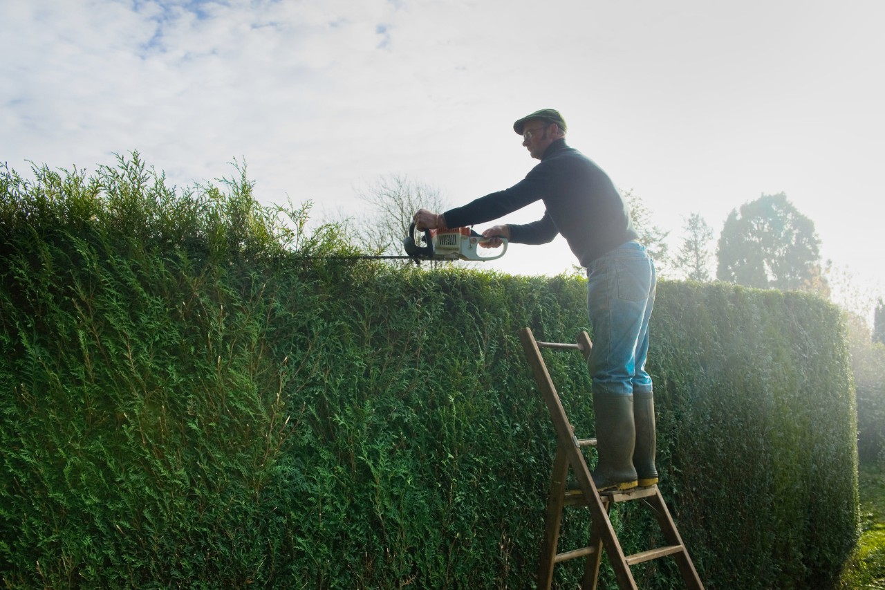 A man on a ladder timming a leyland cypress tree on a sunny, overcast day