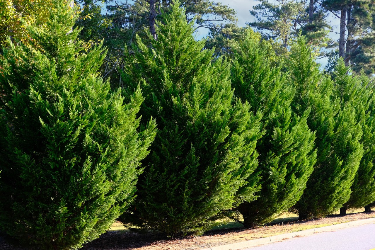 Densely growing cypress trees in a row