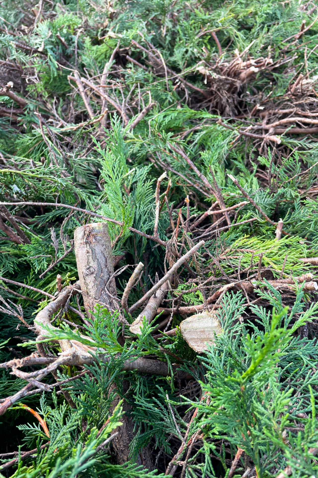 A cypress with visible brown old wood after radical pruning