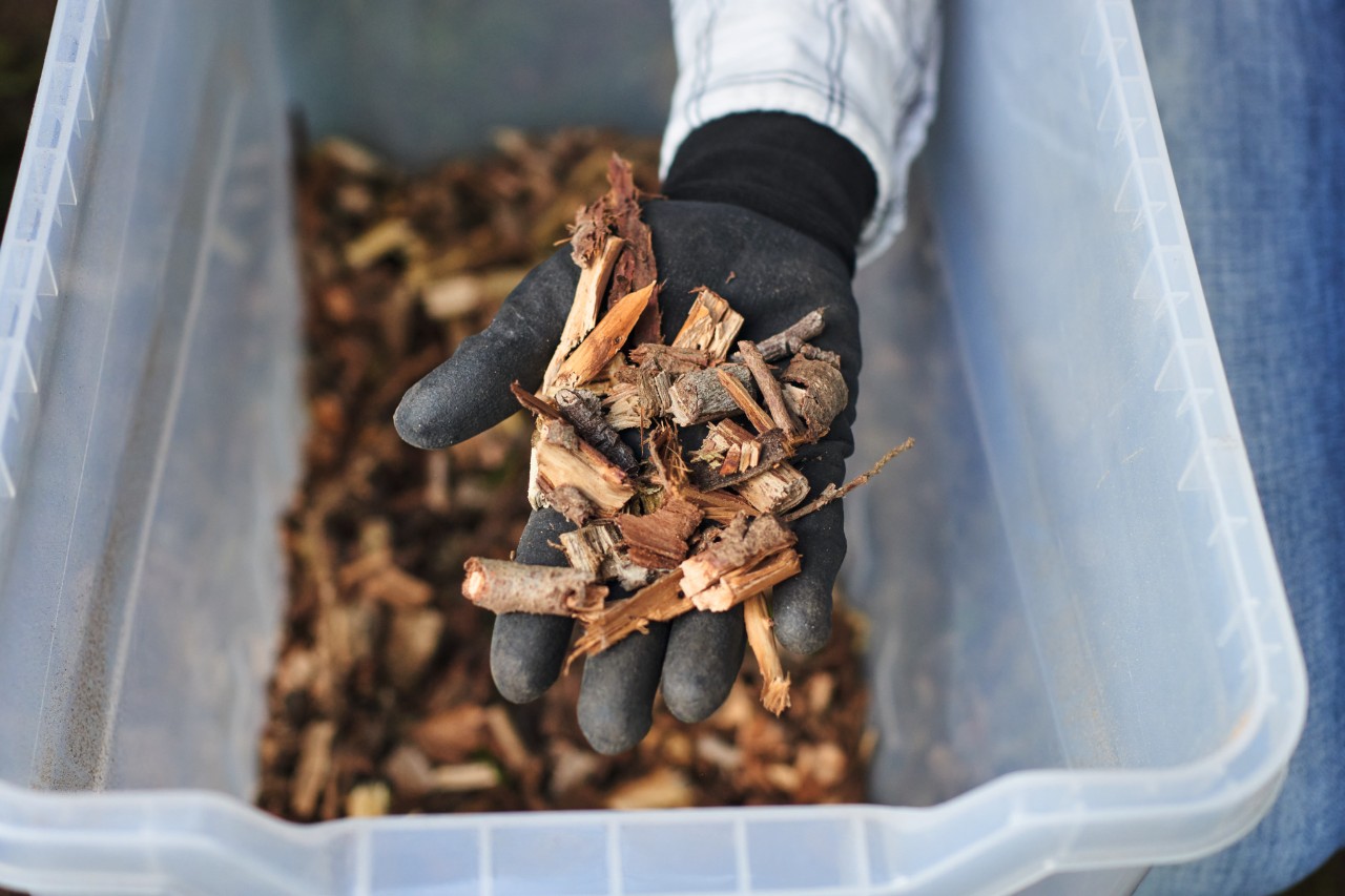 Close-up of gloved hand holding shredded thuja cuttings over a plastic box 