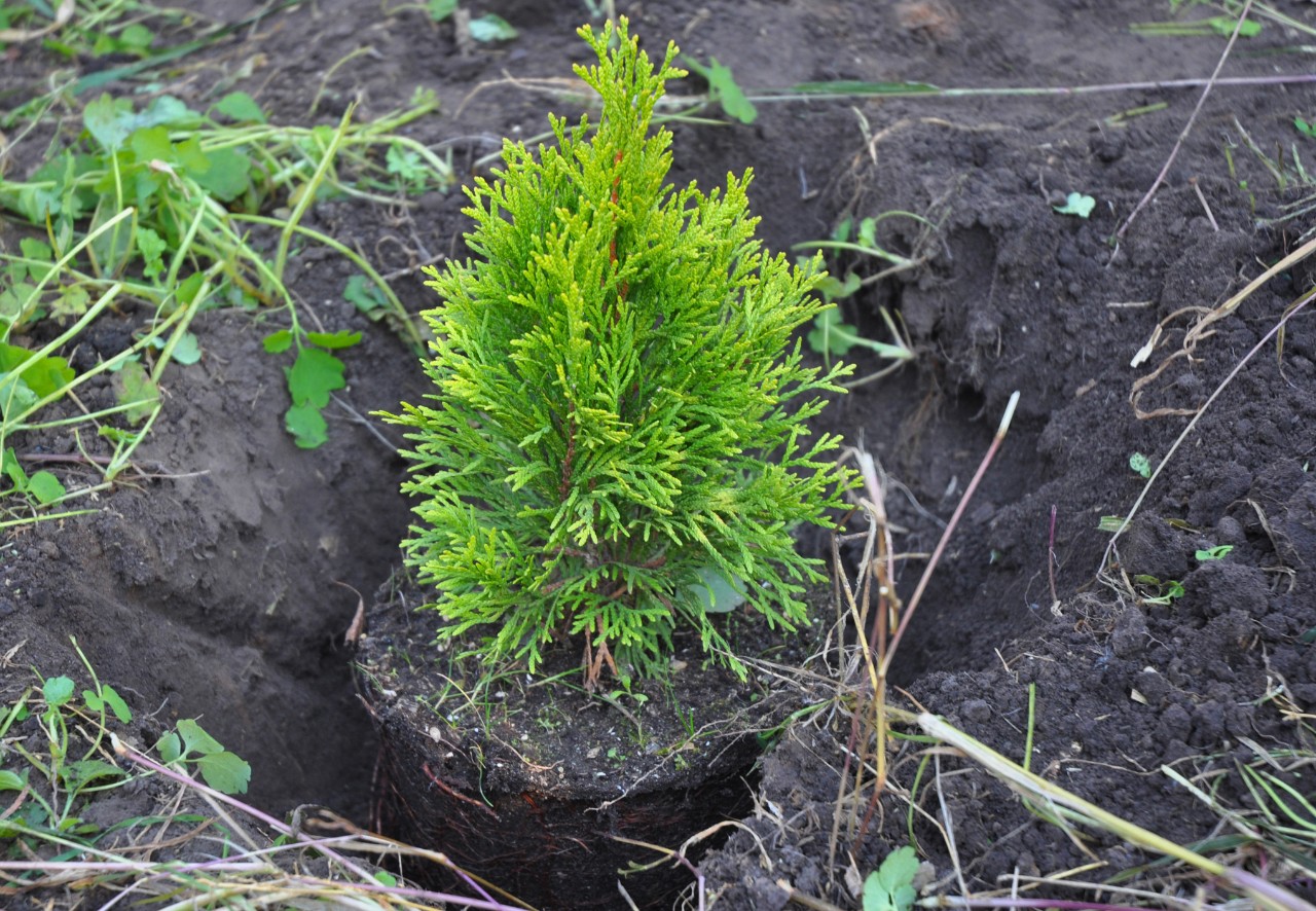 Small thuja brabant after planting