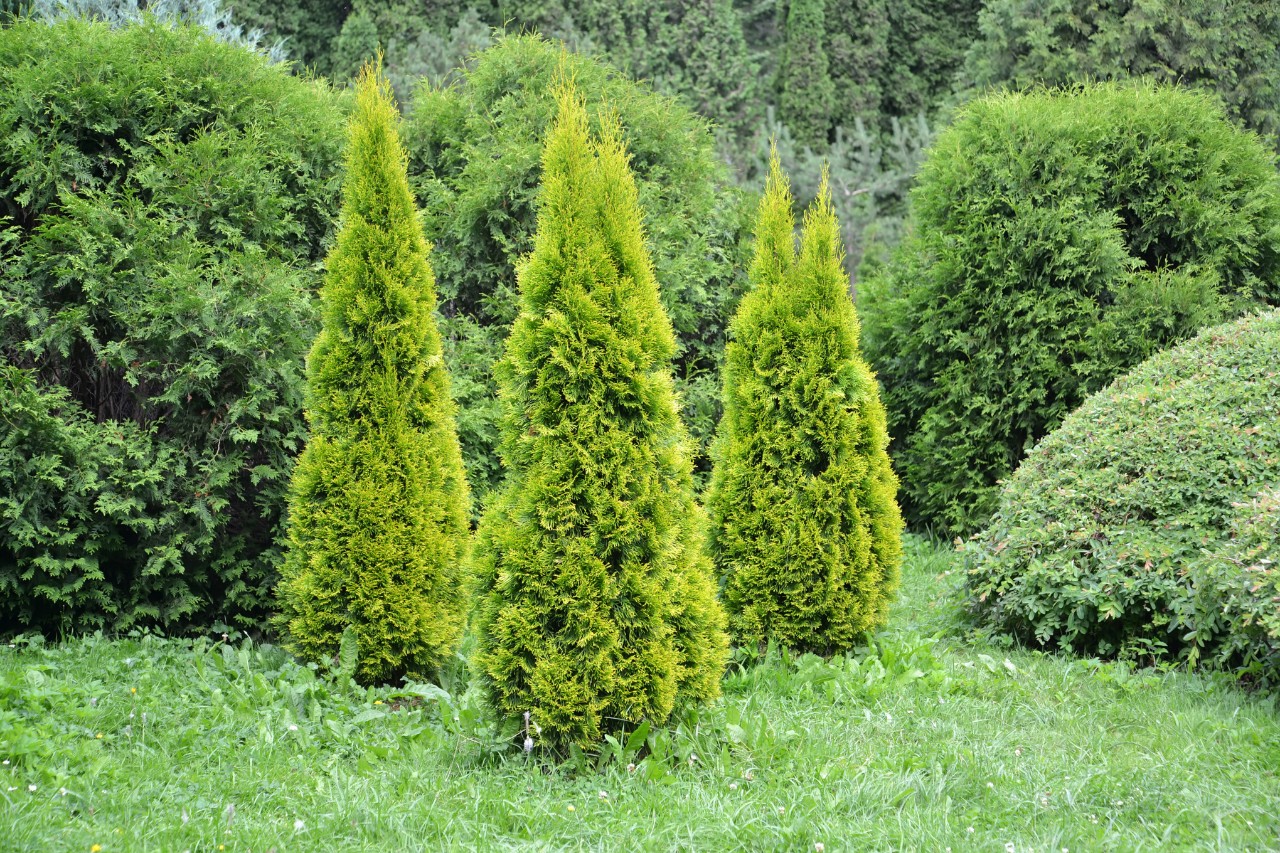 Small thuja emerald trees on a lawn