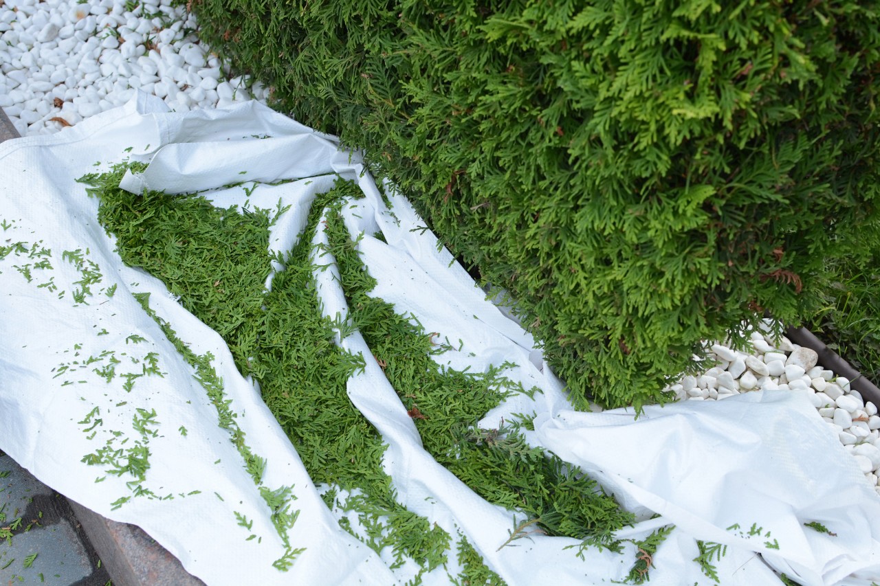 Thuja cuttings on a white tarpaulin after pruning