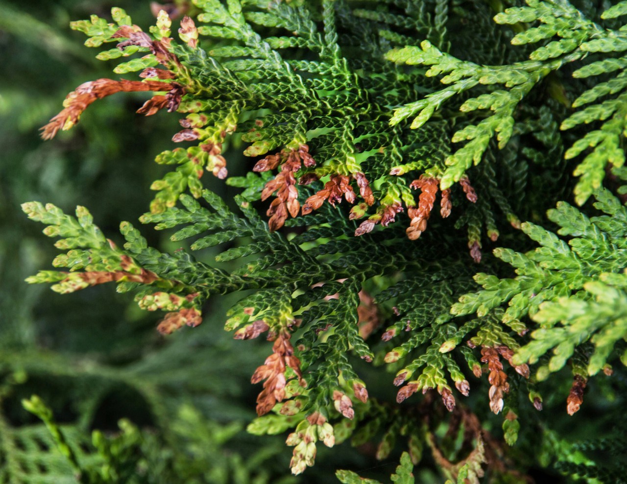 Thuja hedge with brown shoot tips
