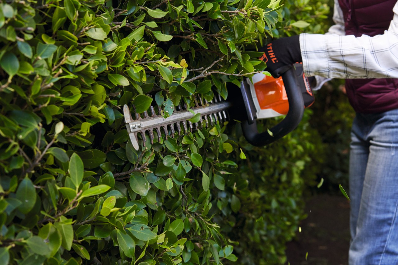 Close-up of a woman pruning cherry laurel hedges with a cordless hedge trimmer