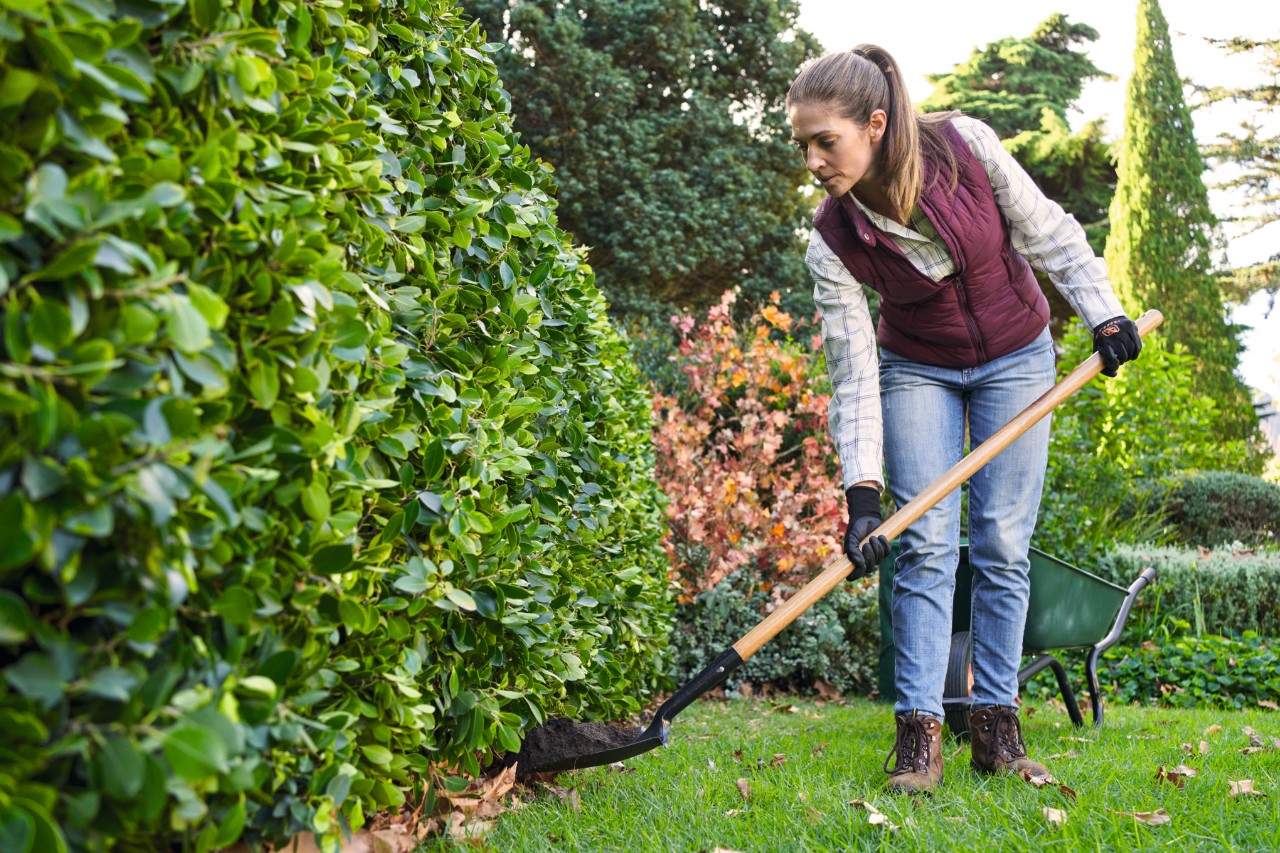 A person applying fertiliser to a cherry laurel hedge with a shovel