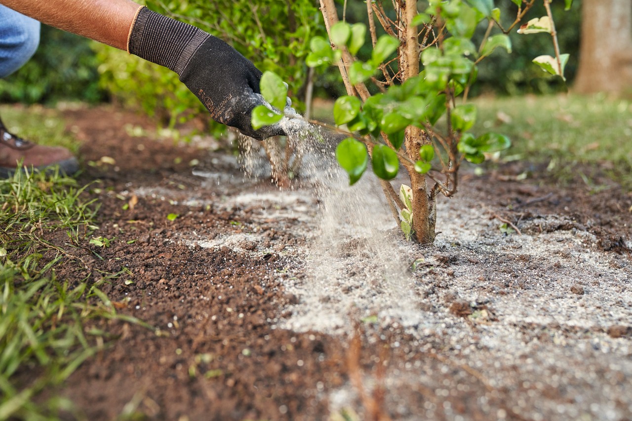A person wearing protective gloves fertilising a young yew hedge plant