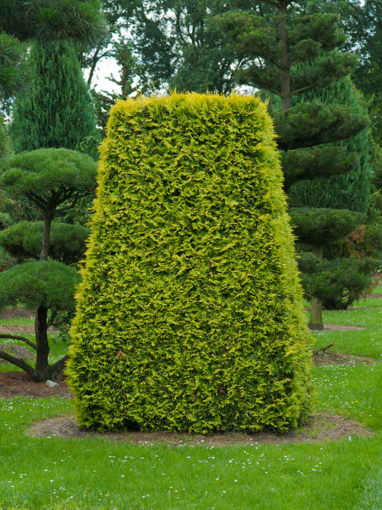 A geometrically shaped yew topiary with trapezoidal sides that has been pruned into shape