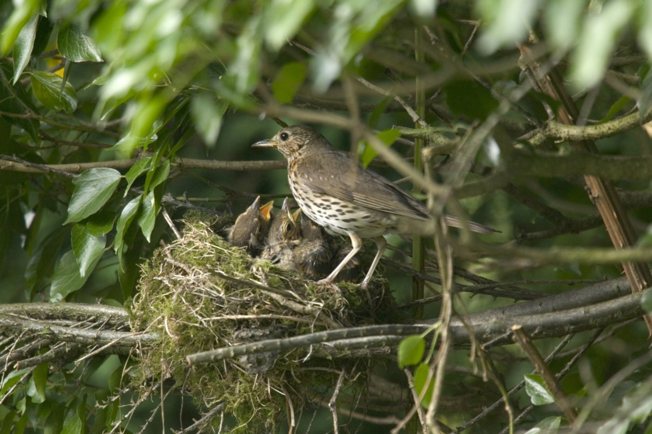 Brown-feathered songbird with young in a nest
