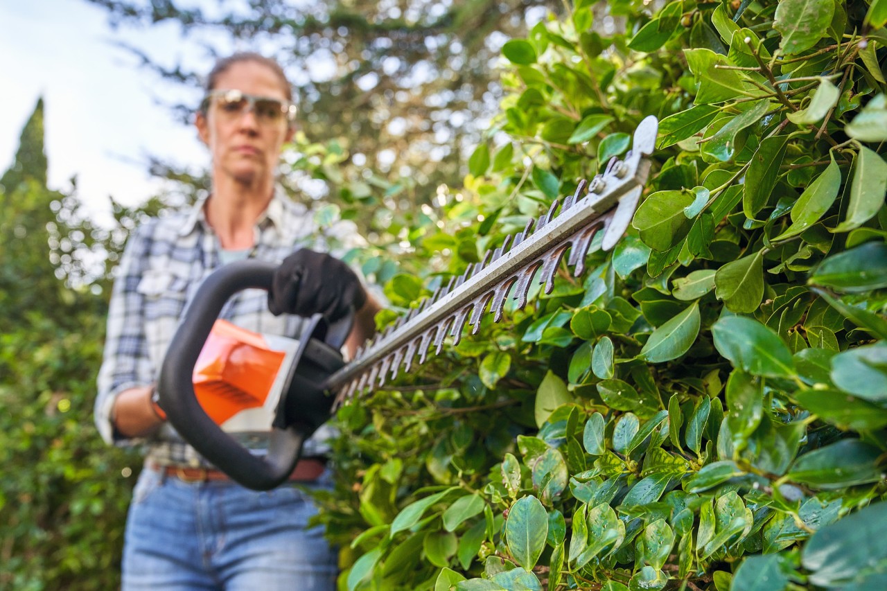 Woman wearing safety glasses and gloves trimming cherry laurel hedge with a hedge trimmer 