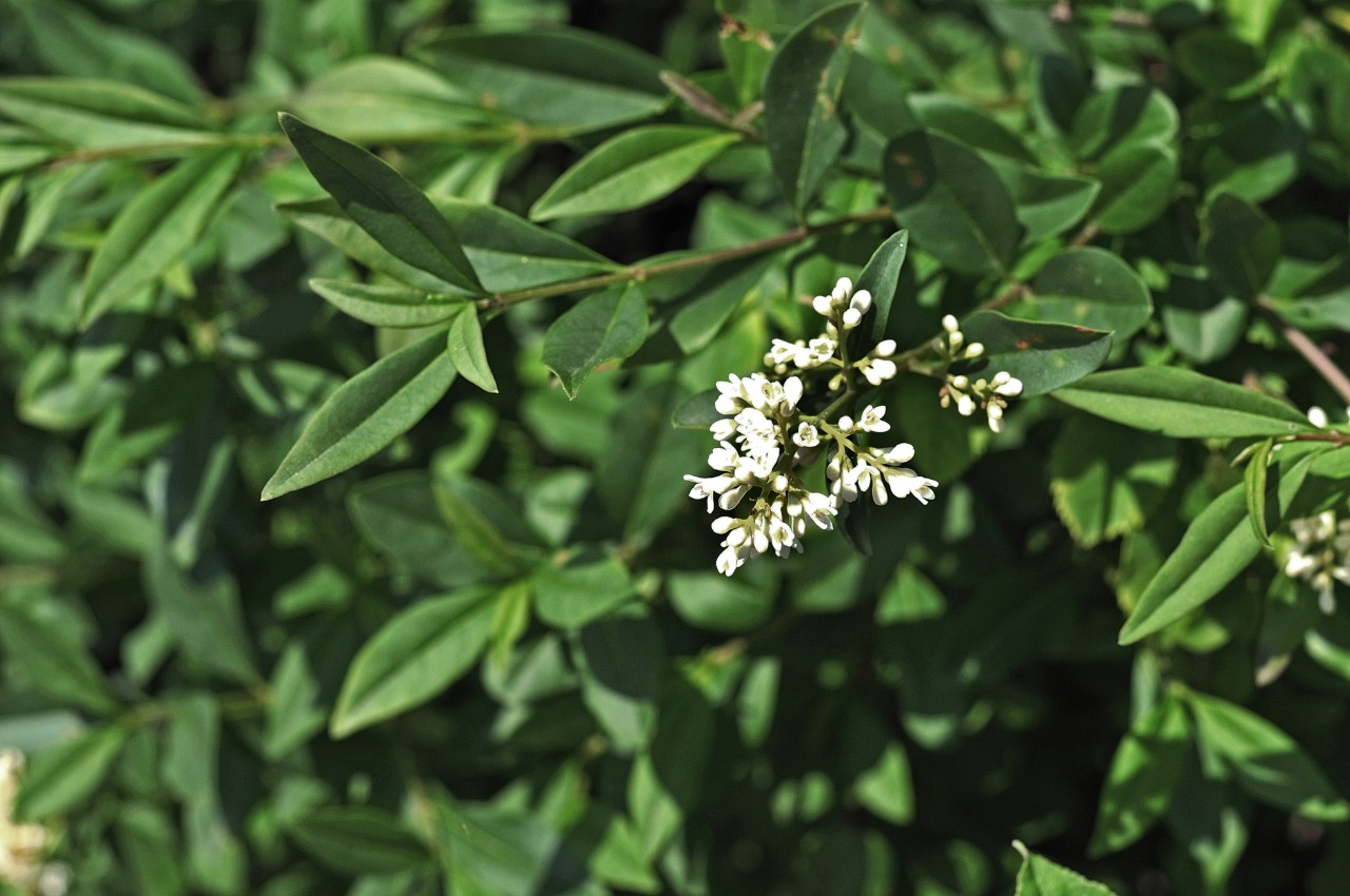 Densely growing privet branches with white flowers 