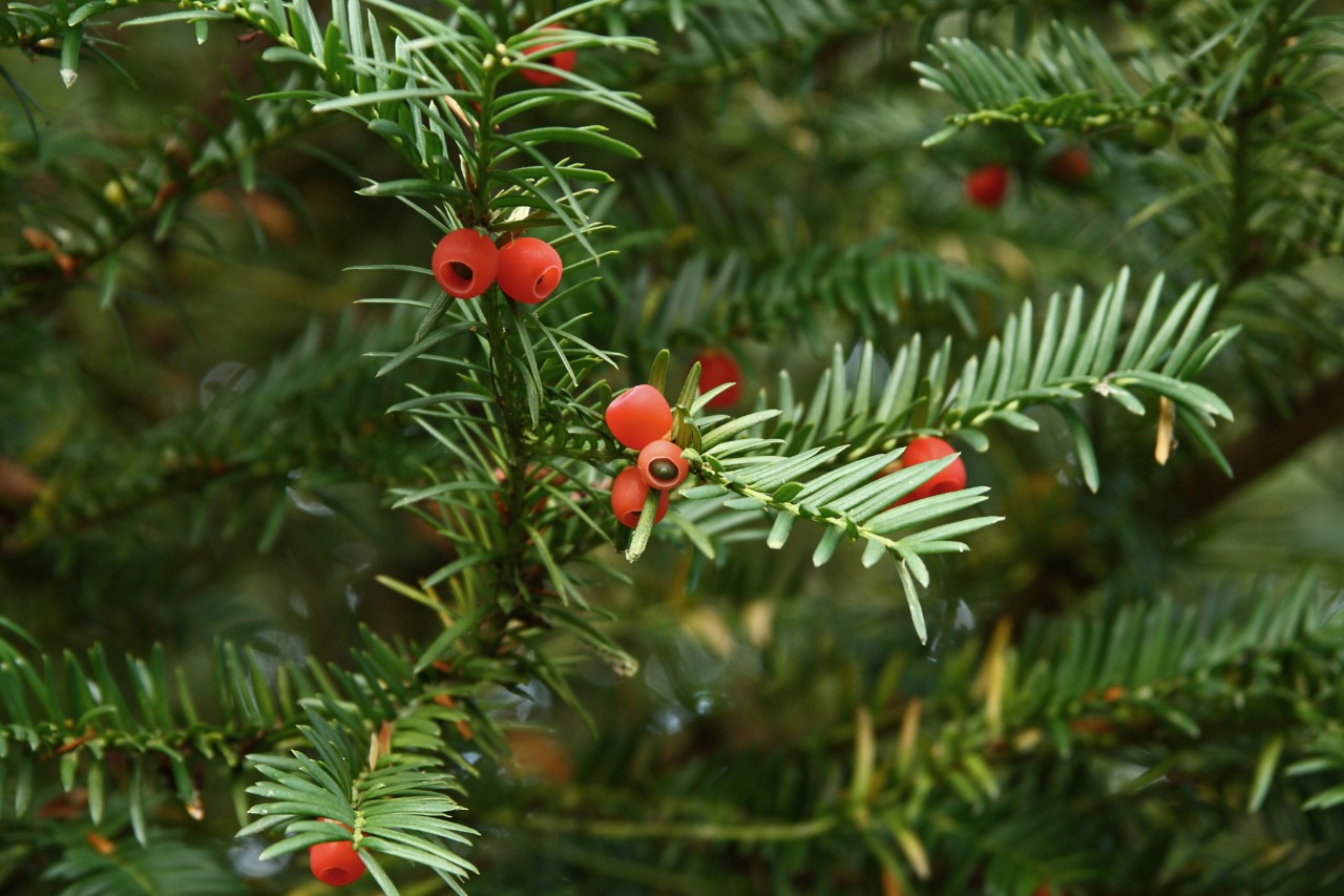 Yew with red berries