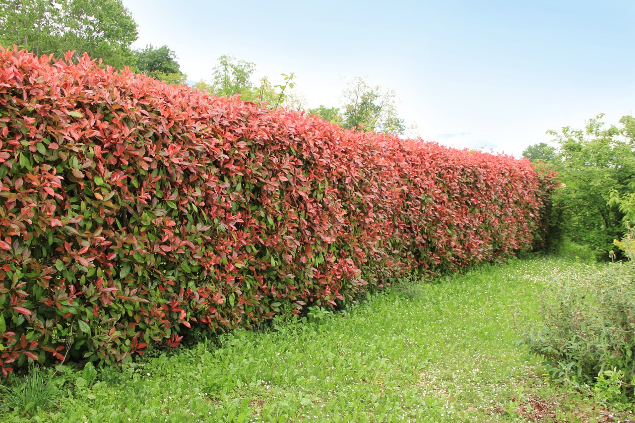 A Photinia hedge along a property boundary