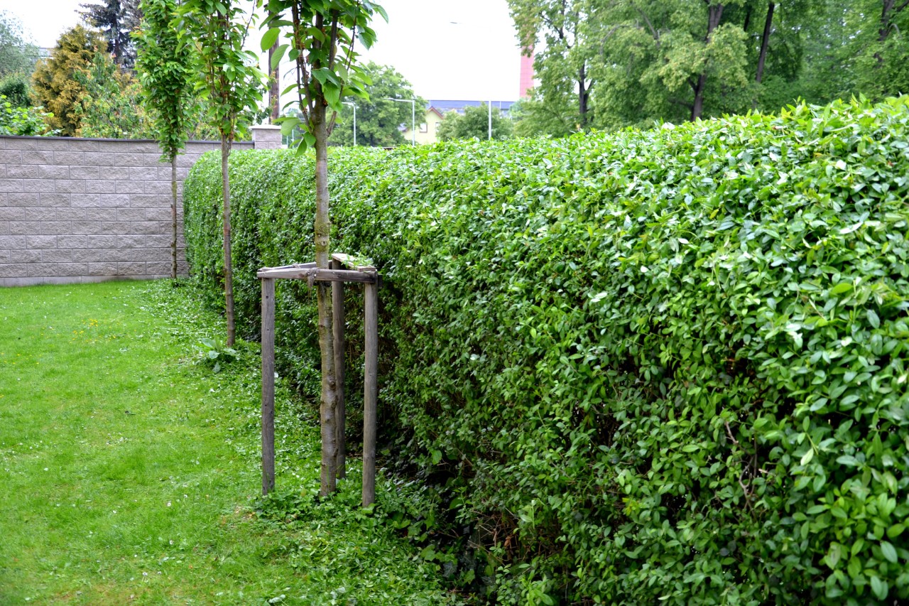 Black-green privet on a lawn with young trees in front