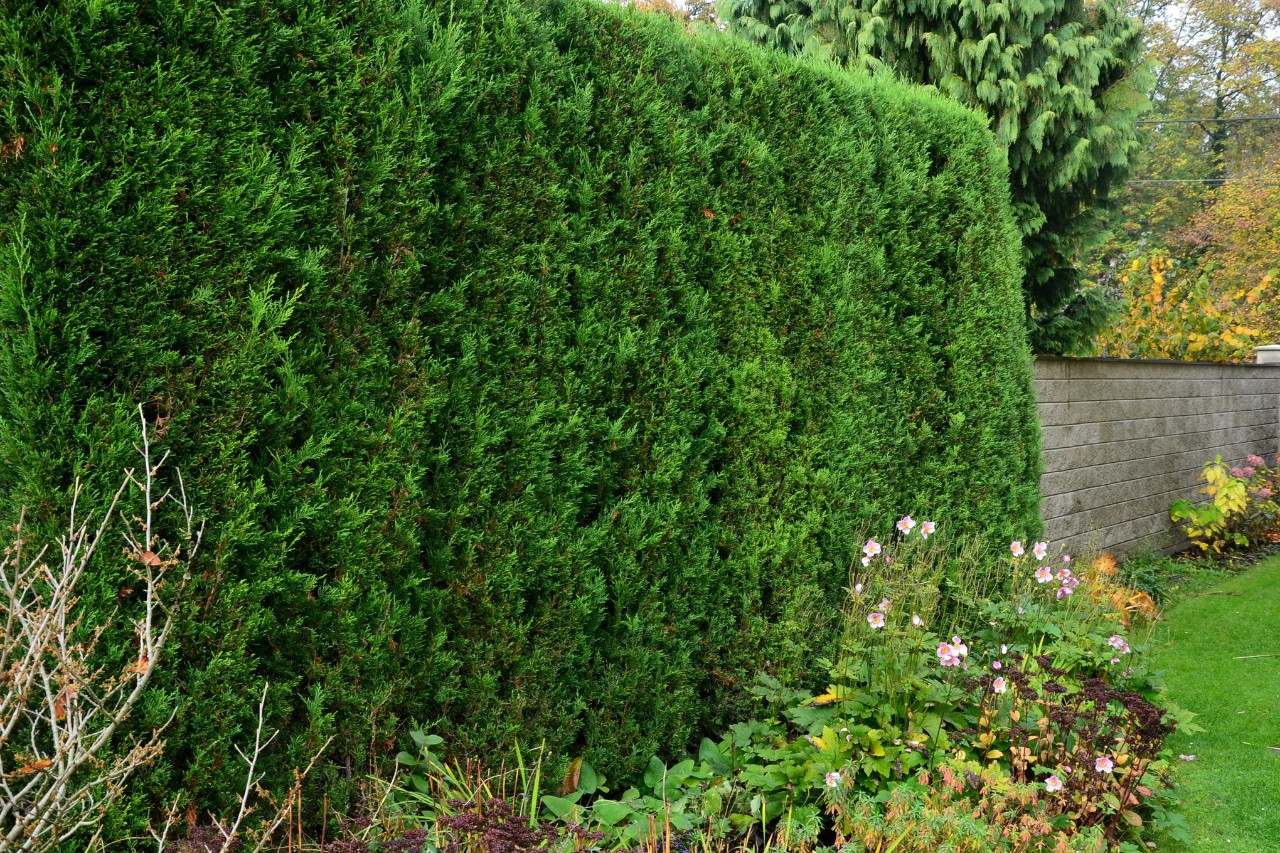 Mock cypress on a property boundary, in front of a flowering