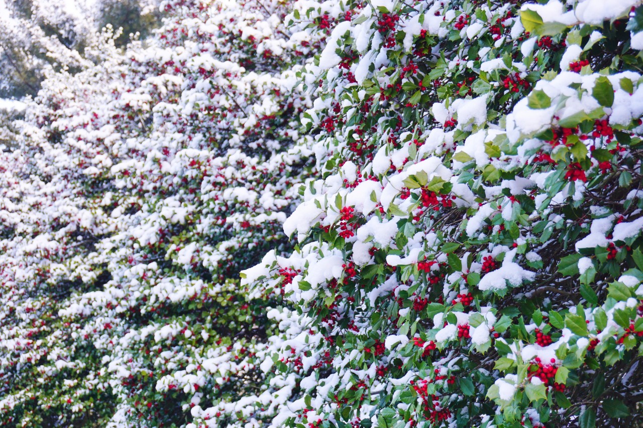 Holly with red fruit covered in snow