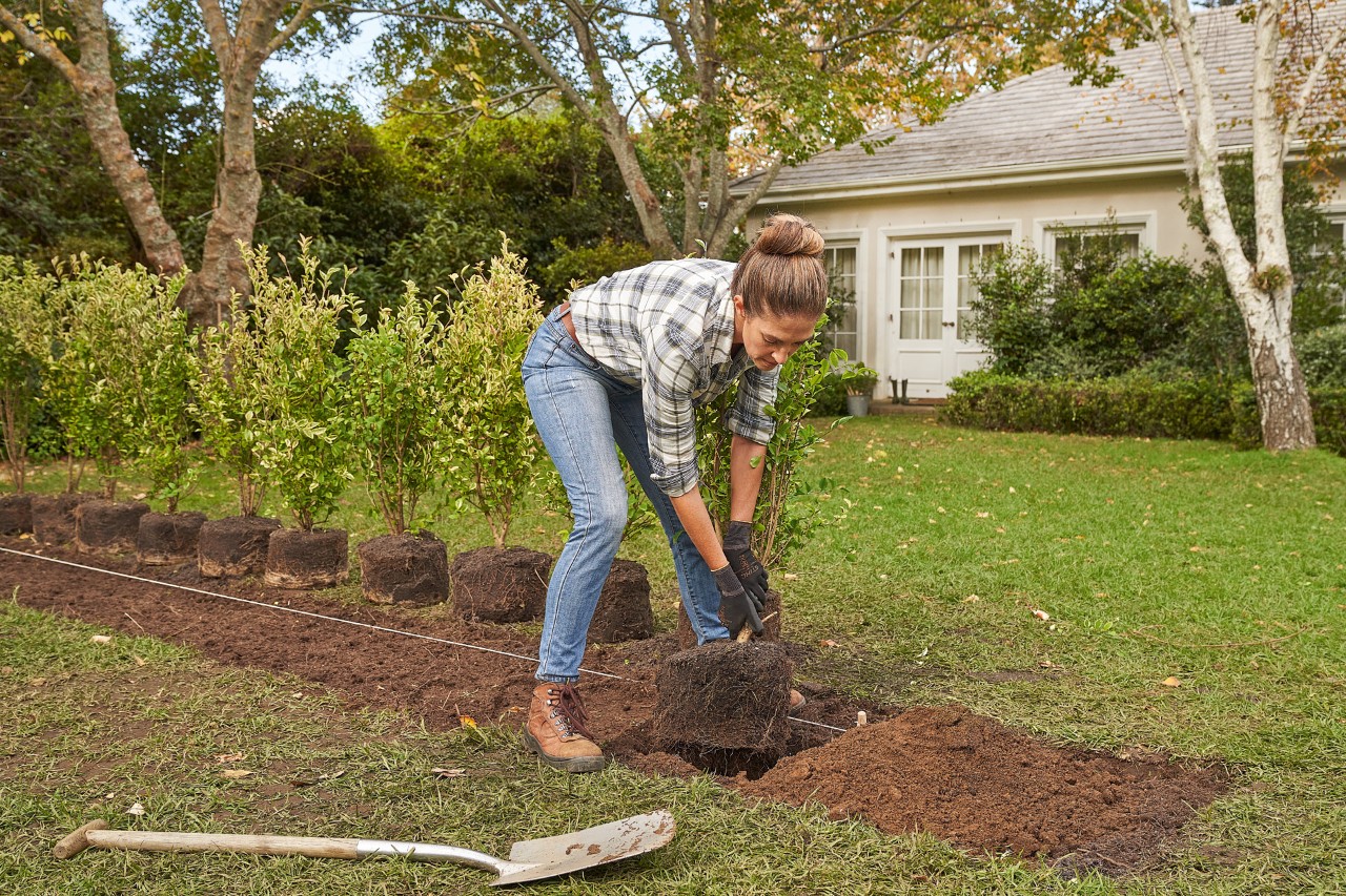 A woman placing hedge plants in a planting trench along a marker to prepare for planting a hedge