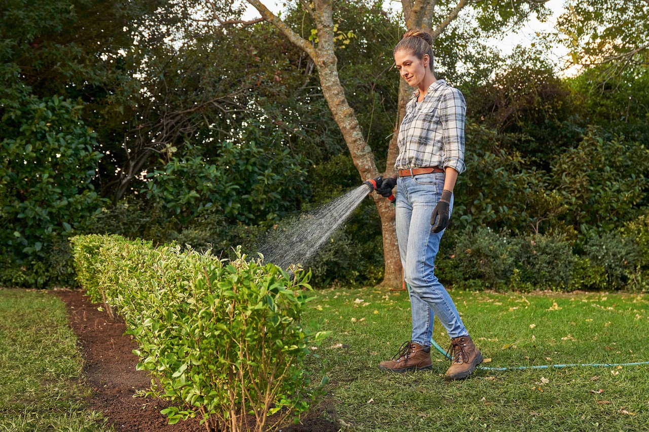A woman watering a freshly planted garden hedge with a garden hose