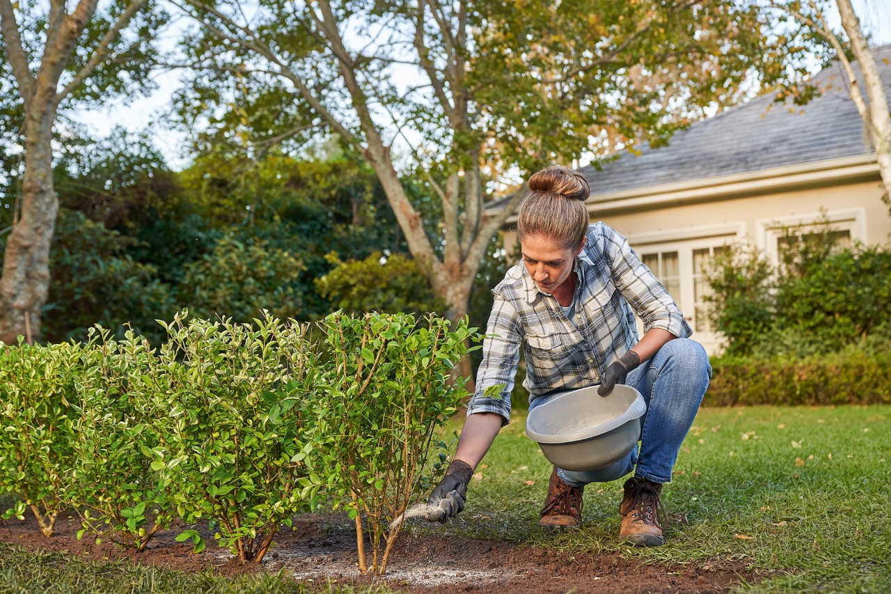 A woman fertilising a newly planted hedge in the garden