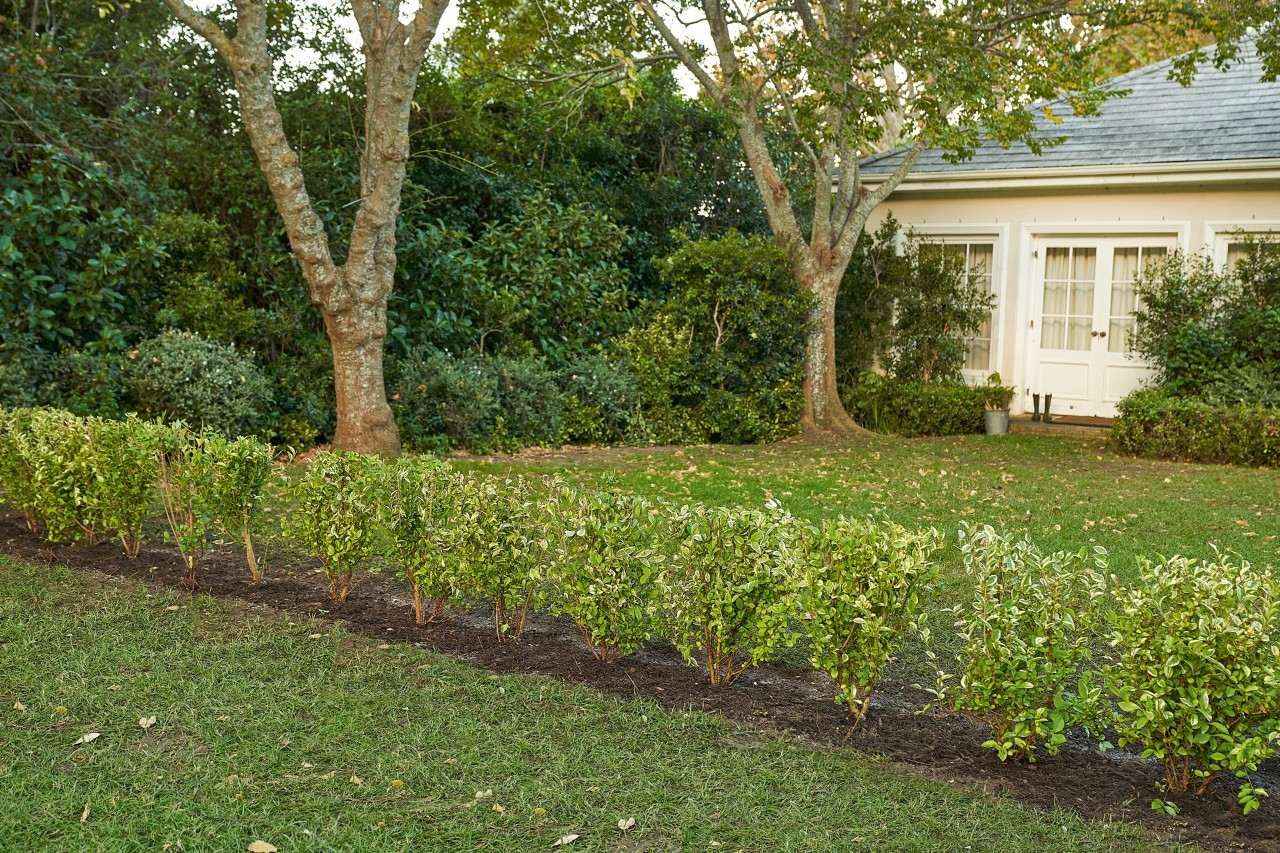 A well-maintained, green hedge bordering a garde