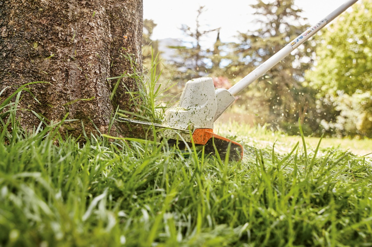 Lawn edges around a tree being cut with a STIHL FS 57 cordless clearing saw