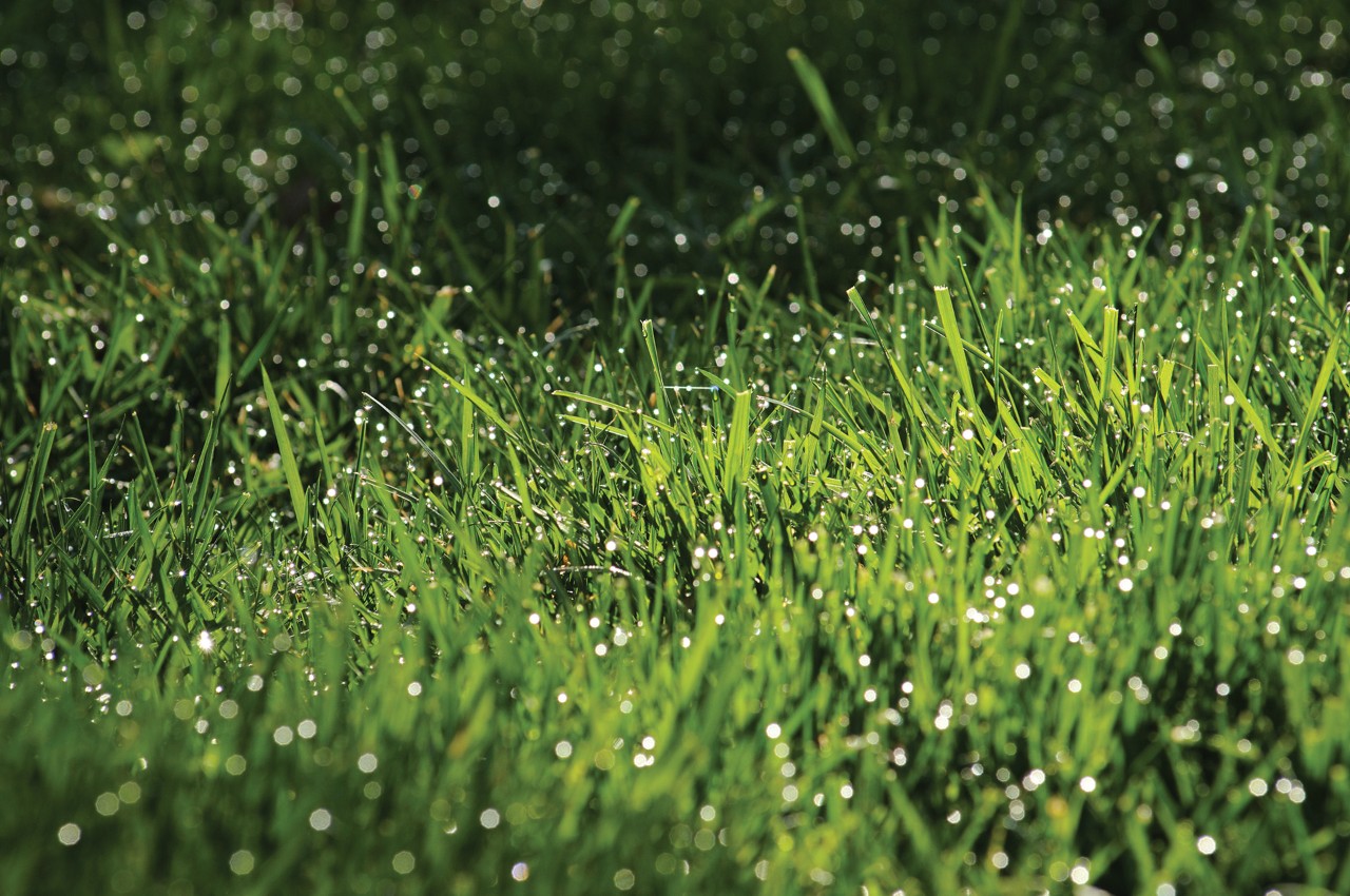 Healthy green lawn with dew drops