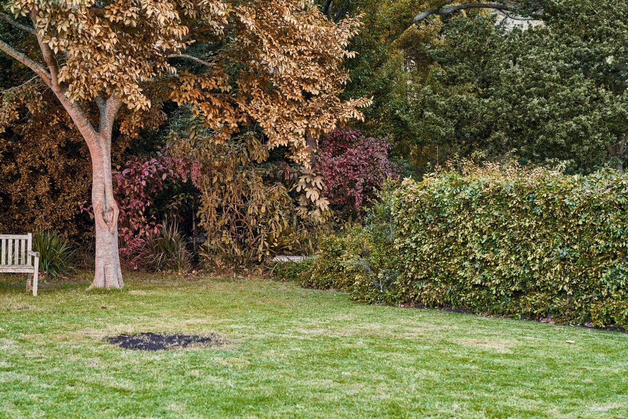 Dishevelled garden lawn before being repaired
