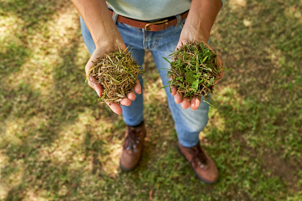 View from above: Woman holding a piece of scarified lawn in one hand and a piece of ventilated lawn in her other hand.