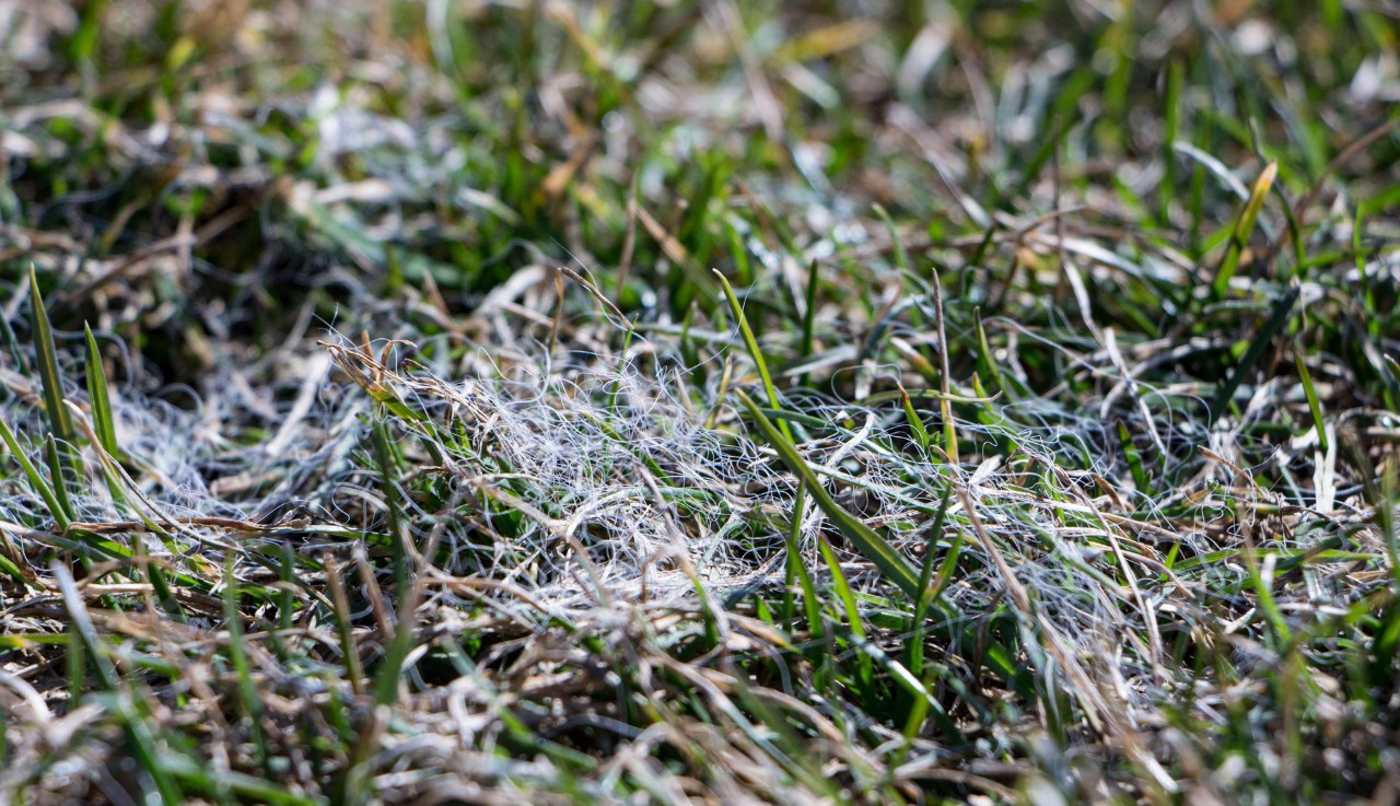 Close-up of grass with snow mould lawn disease