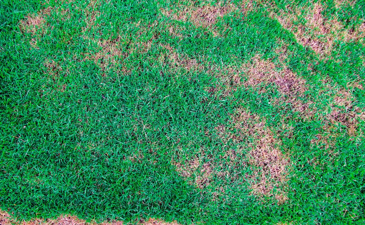 View of green grass with brown patches