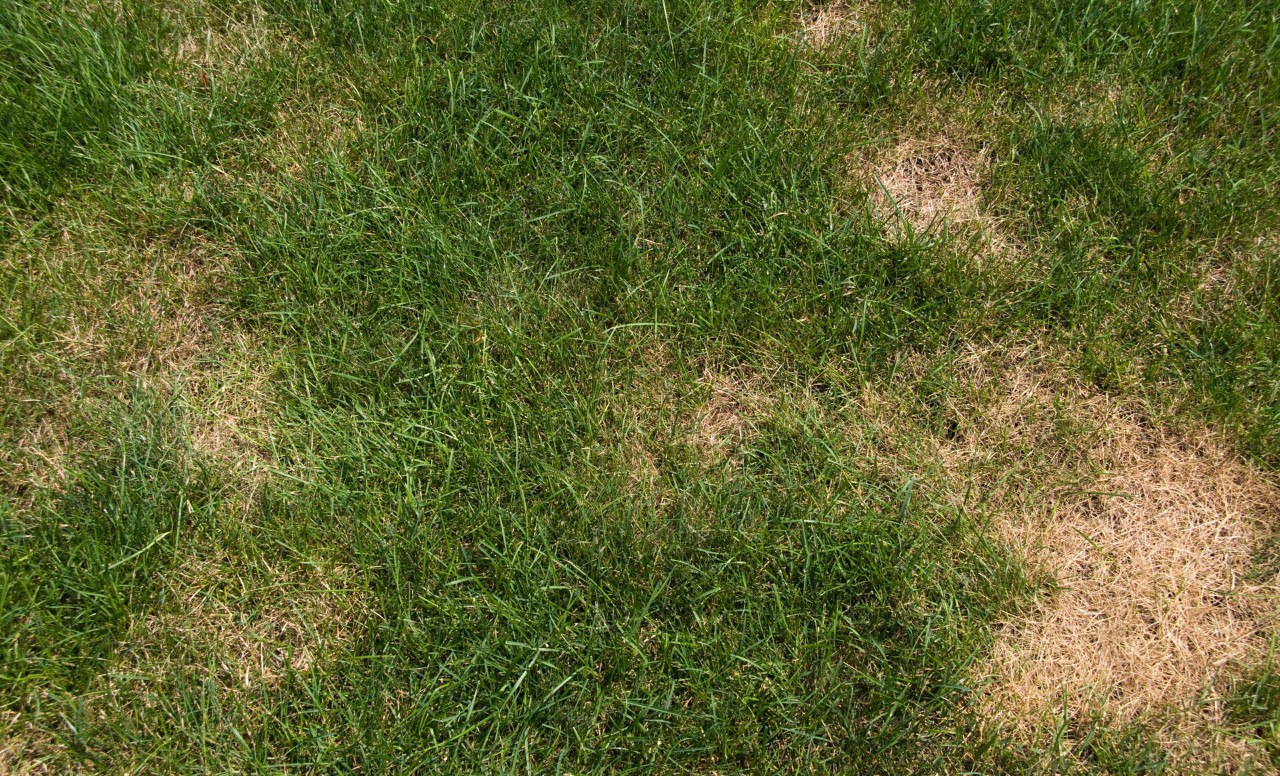 View of a lawn with brown patches
