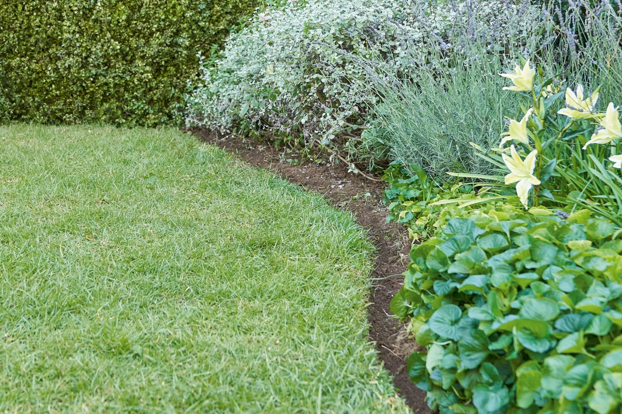 Close-up: curved English lawn edge, with lawn on the left and a growing bed to the right