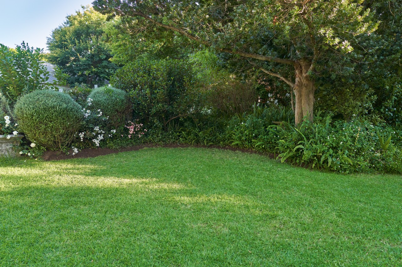 English lawn edge created around an island bed with shrubs and trees