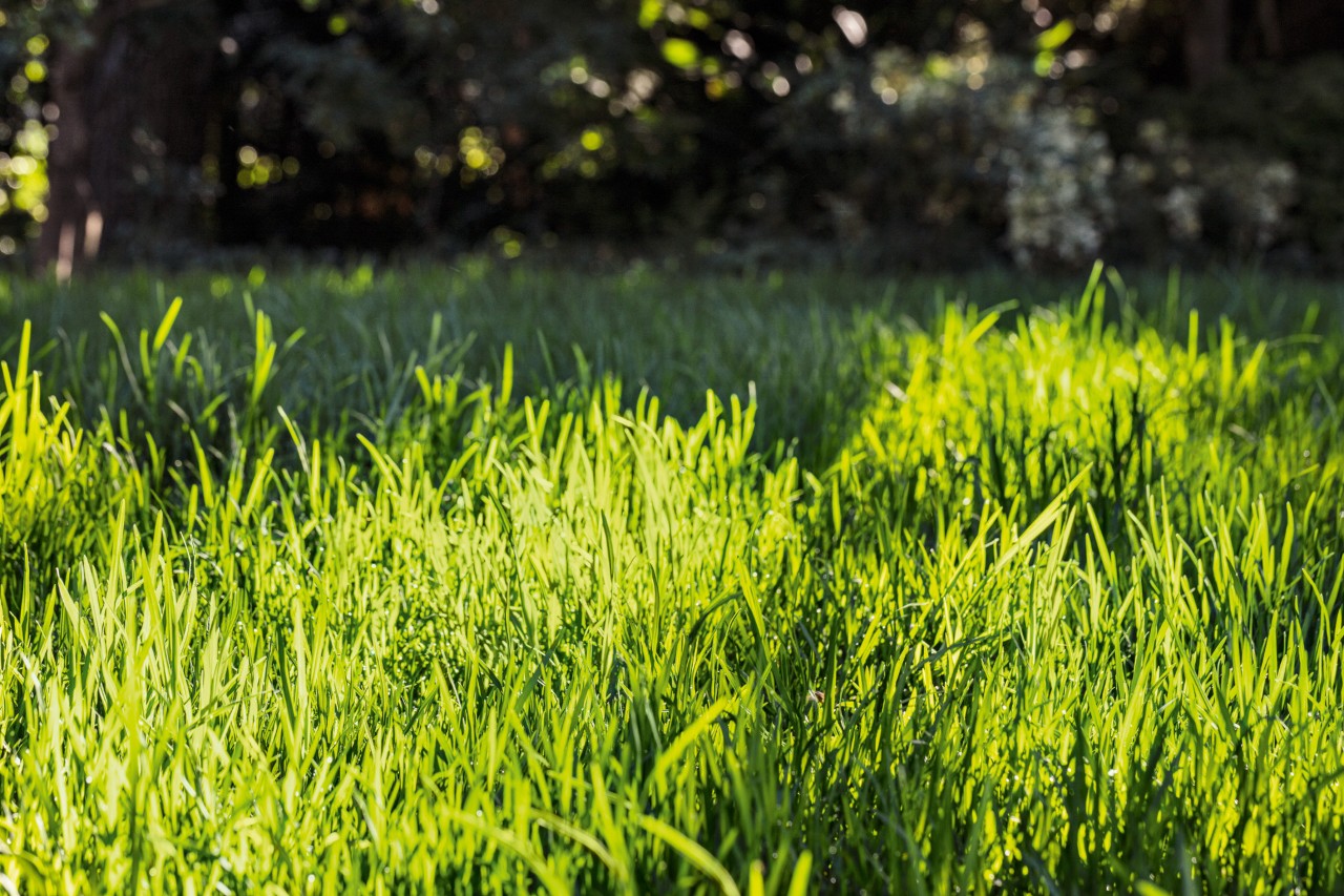 Tall green lawn before mowing