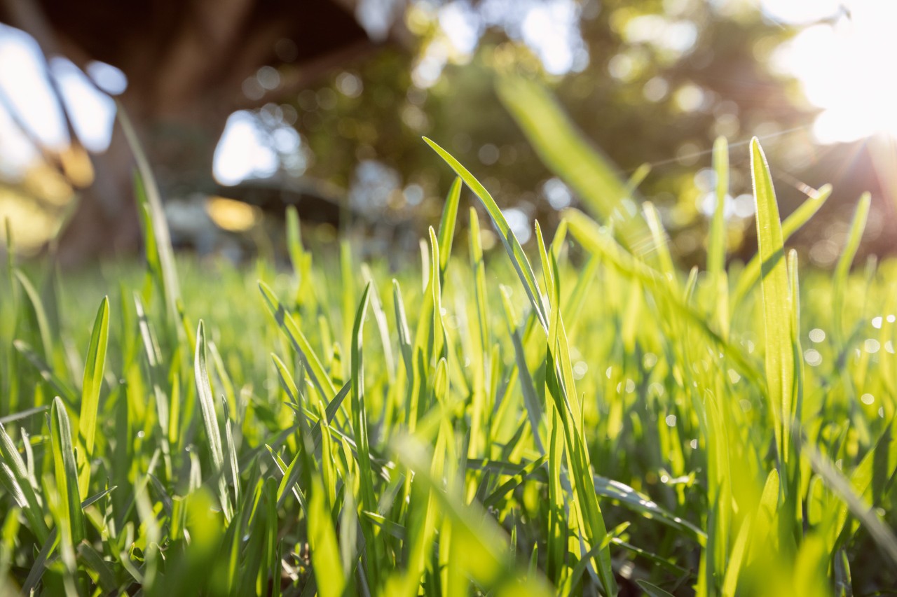 Creating a healthy, green lawn