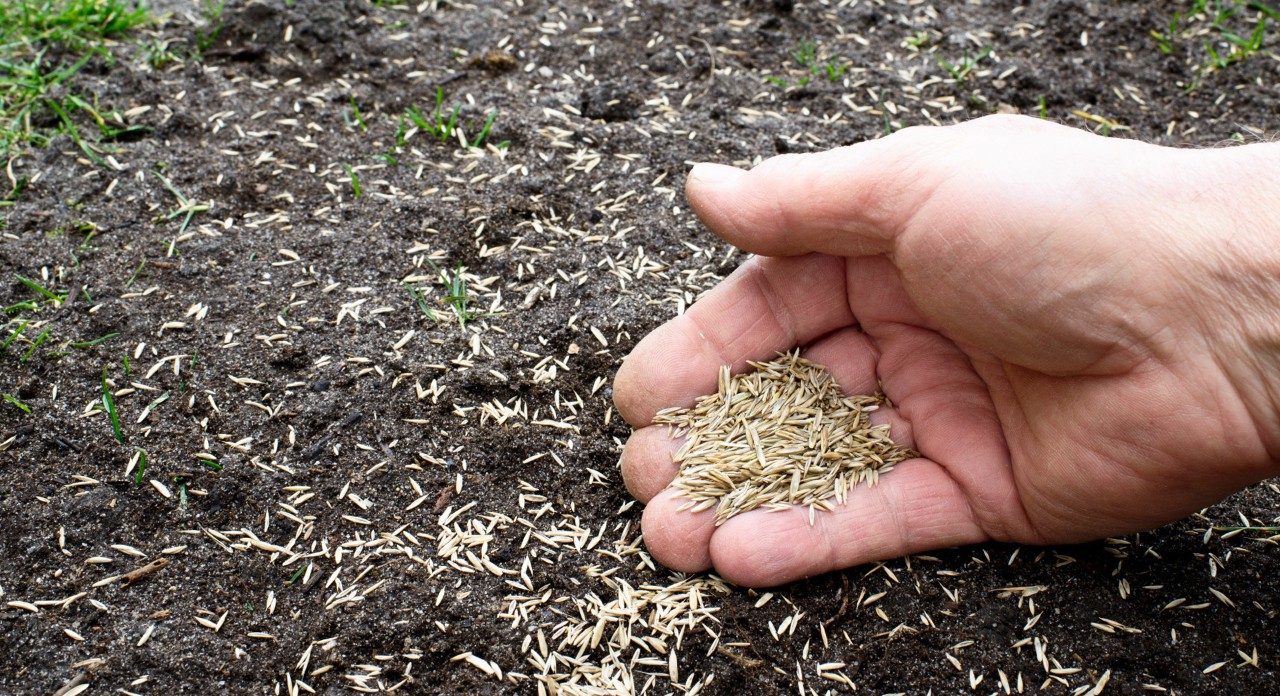 Lawn seed being applied by hand