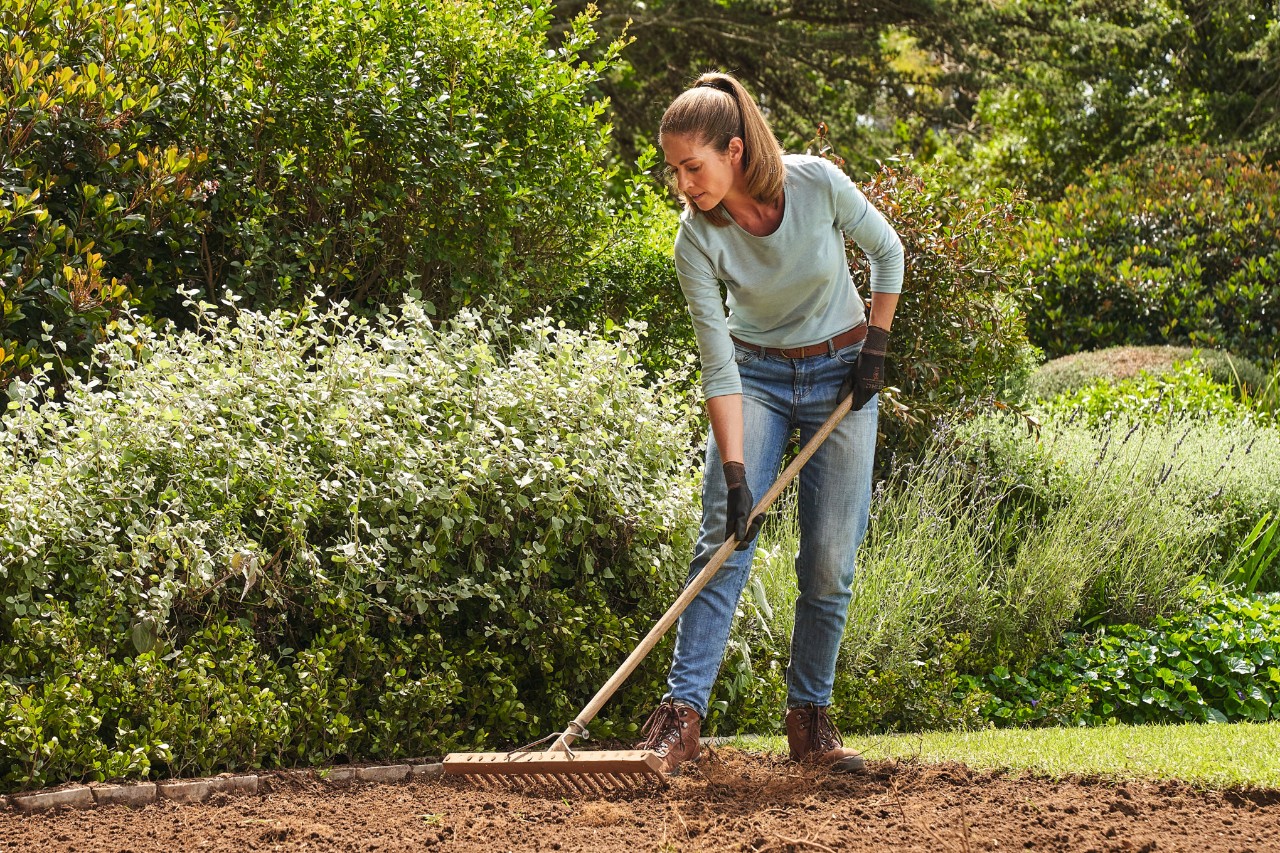 A woman preparing to lay rolled turf and levelling the soil with a rake