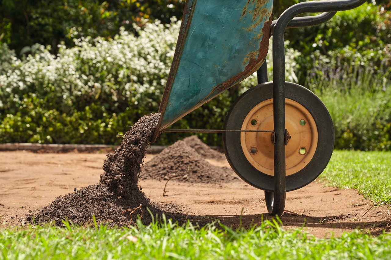 A wheelbarrow being used to spread humus and fertiliser over the surface on which the rolled turf is to be laid    