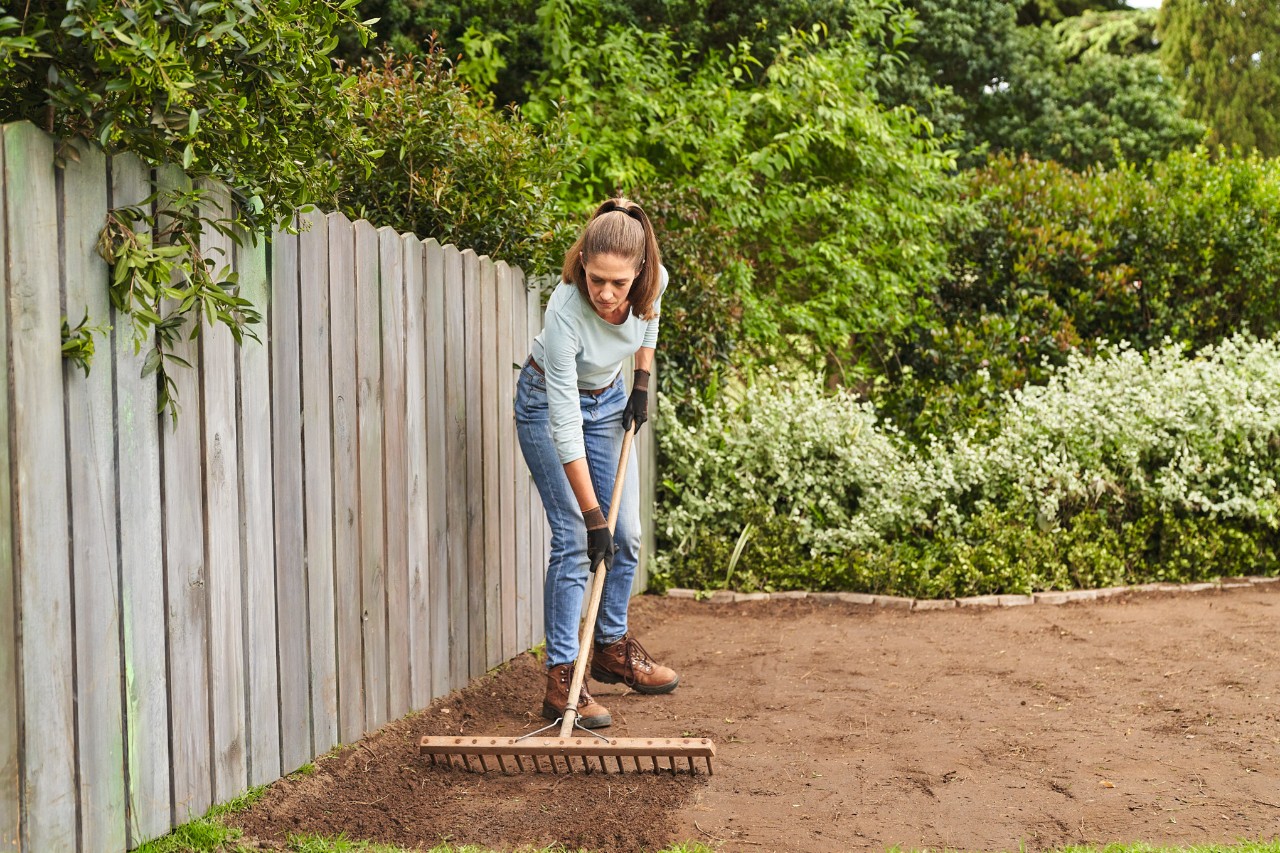 A woman roughening a prepared soil surface with a wooden rake to lay rolled turf 