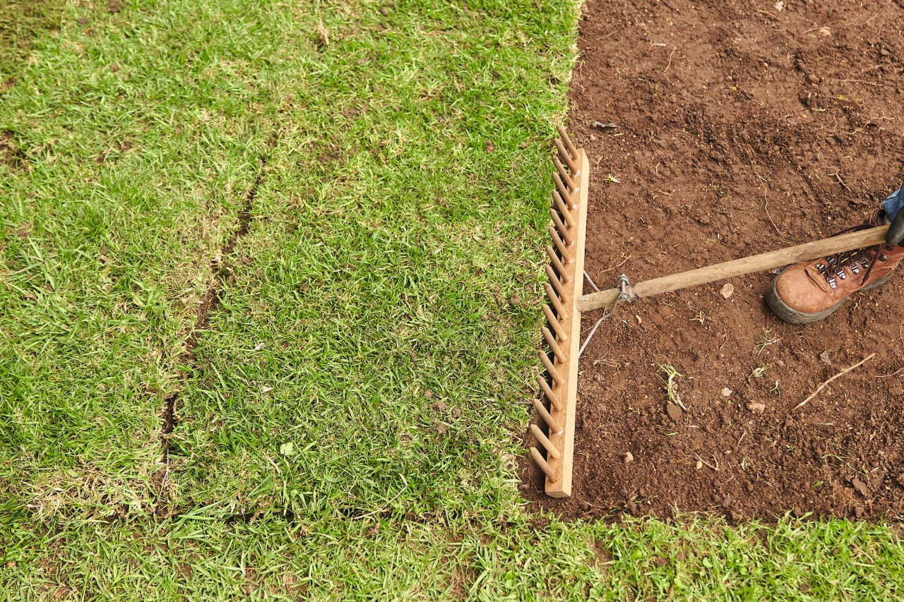 A wooden rake being used to close gaps between rolls of rolled turf 